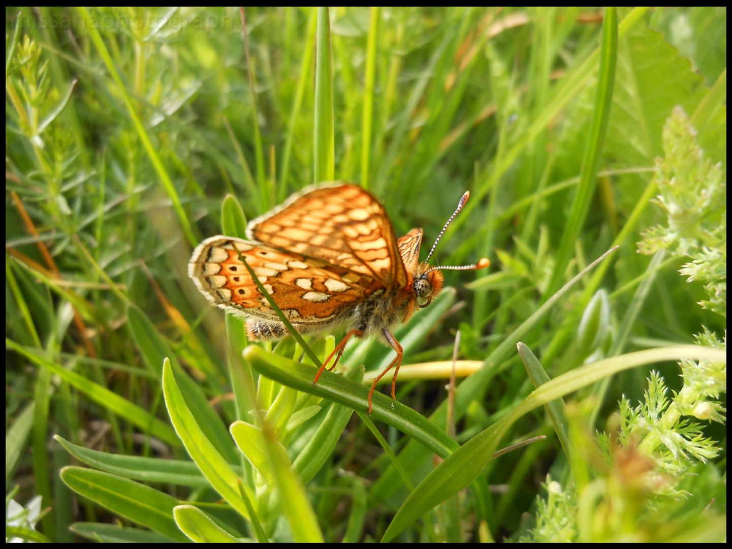 butterfly in the grass