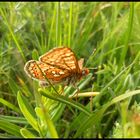 butterfly in the grass