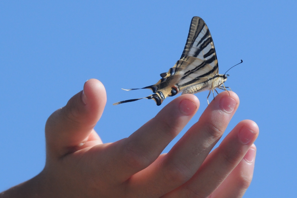 Butterfly in The Hand