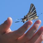 Butterfly in The Hand