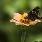 Butterfly in the pink flower