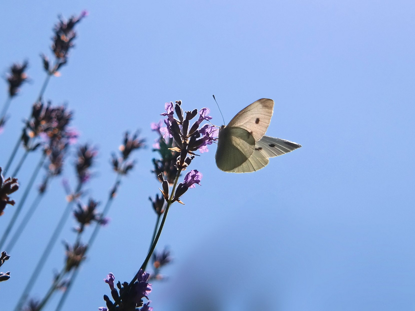 Butterfly in the sun