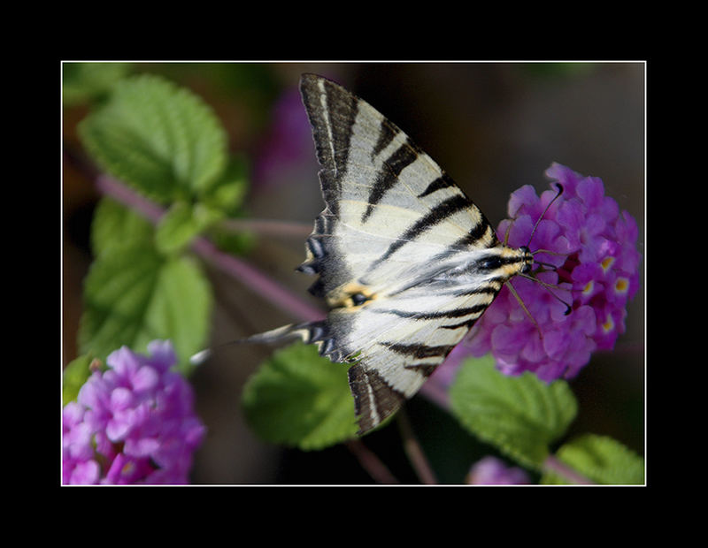 Butterfly in the Wild - Damaged Goods