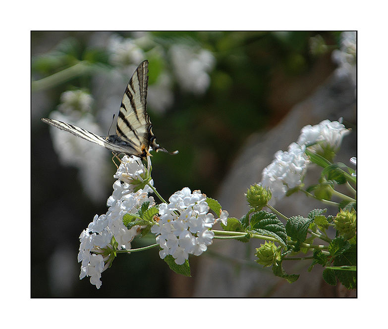 Butterfly in the Wild