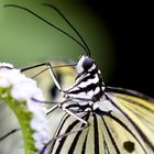 Butterfly in the zoo