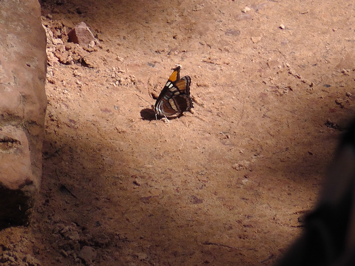 Butterfly in Zion National Park