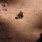 Butterfly in Zion National Park