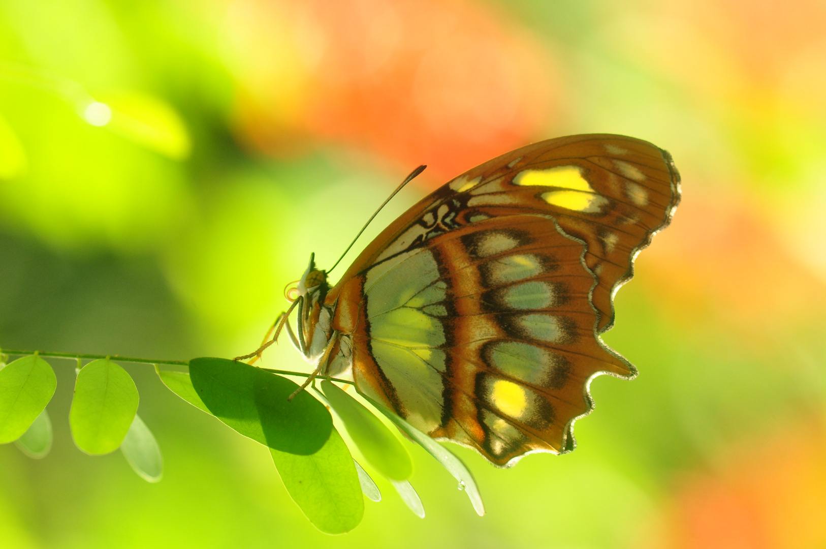 butterfly into the light