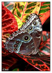 Butterfly IV