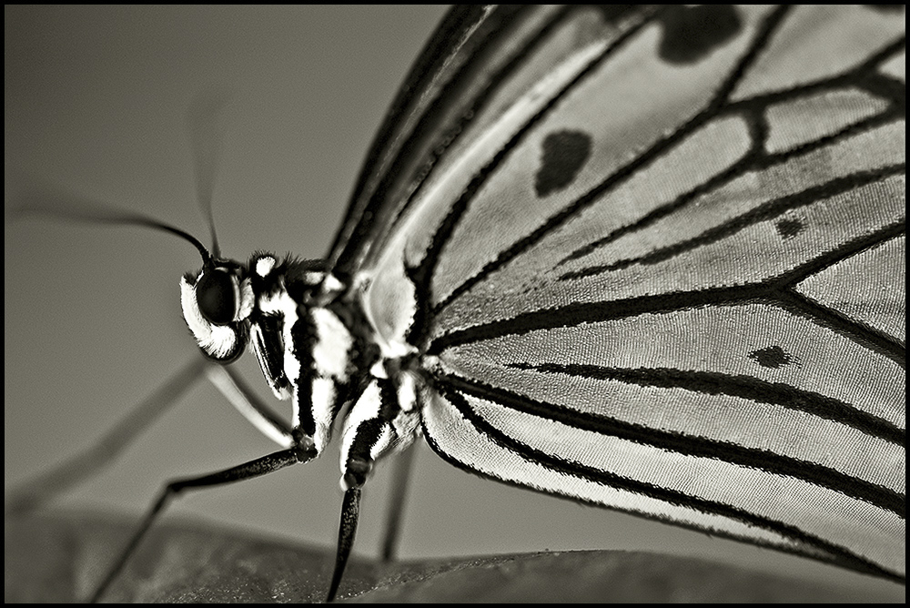 ~ Butterfly IV ~