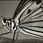 ~ Butterfly IV ~