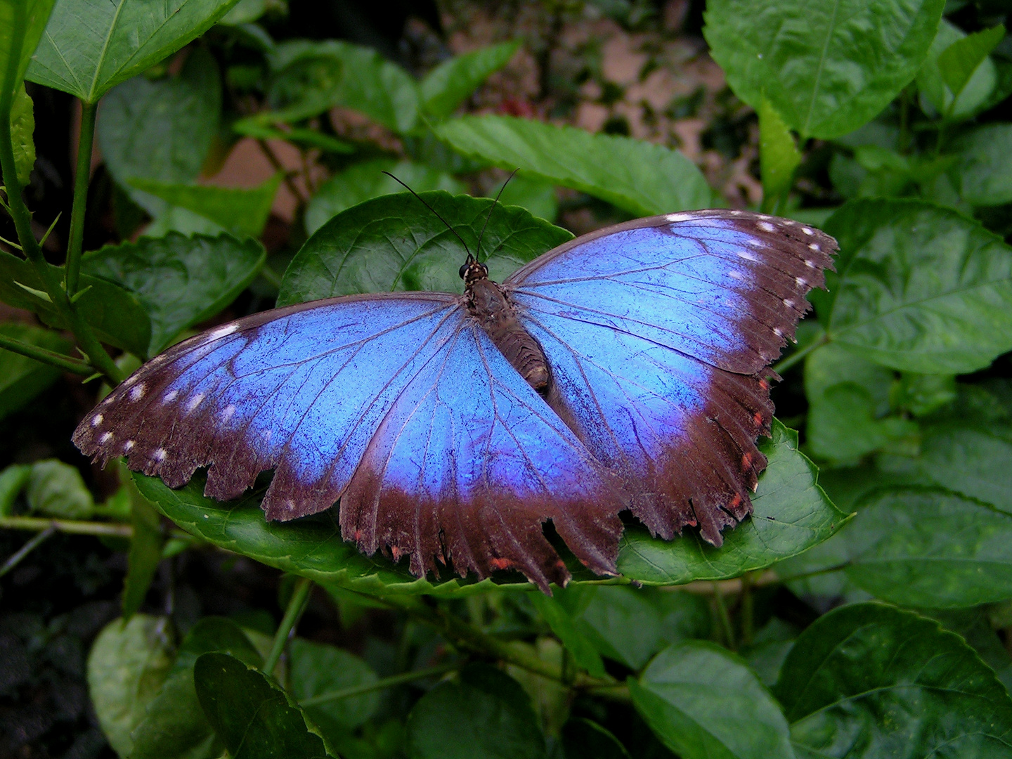 Butterfly, Juli 2010