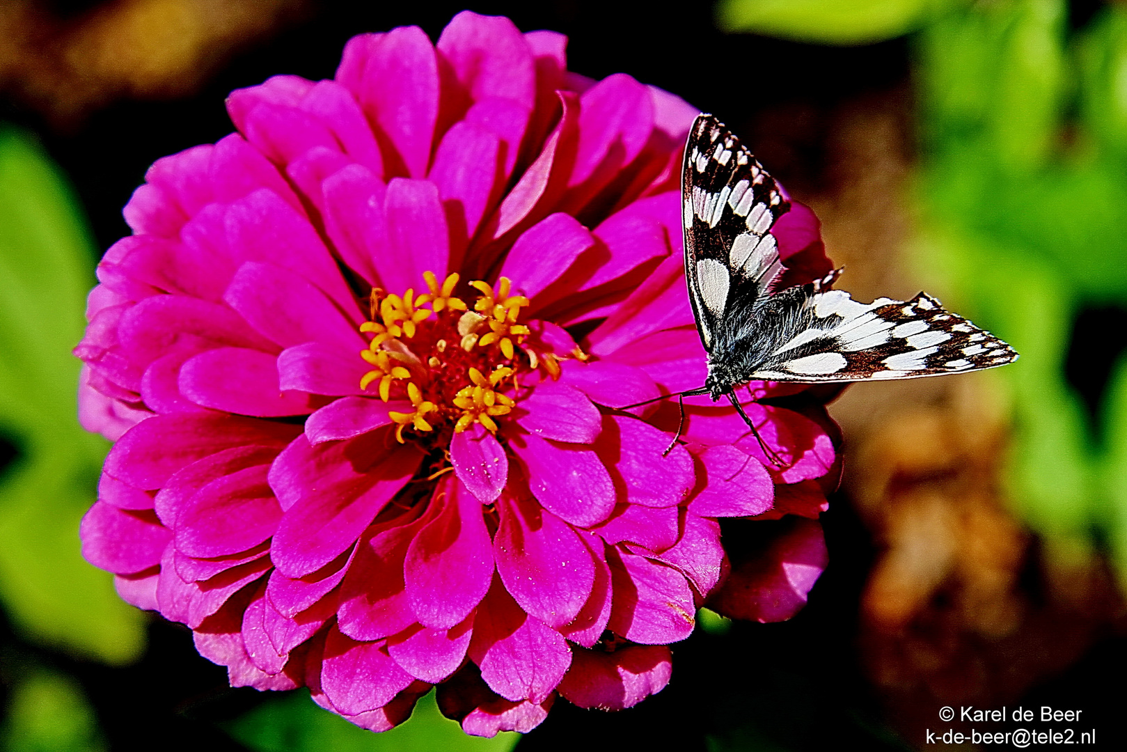 Butterfly Kiss