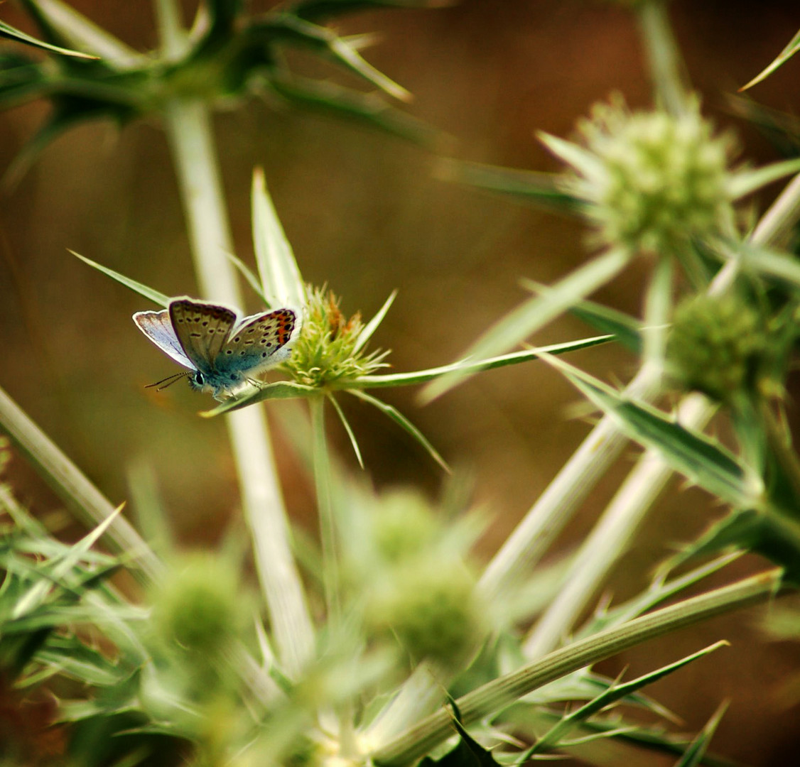 Butterfly kisses