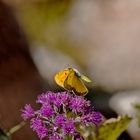 Butterfly land on flower