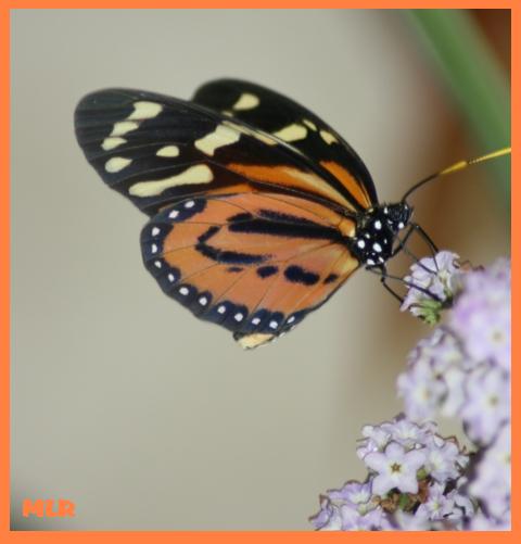 Butterfly landing