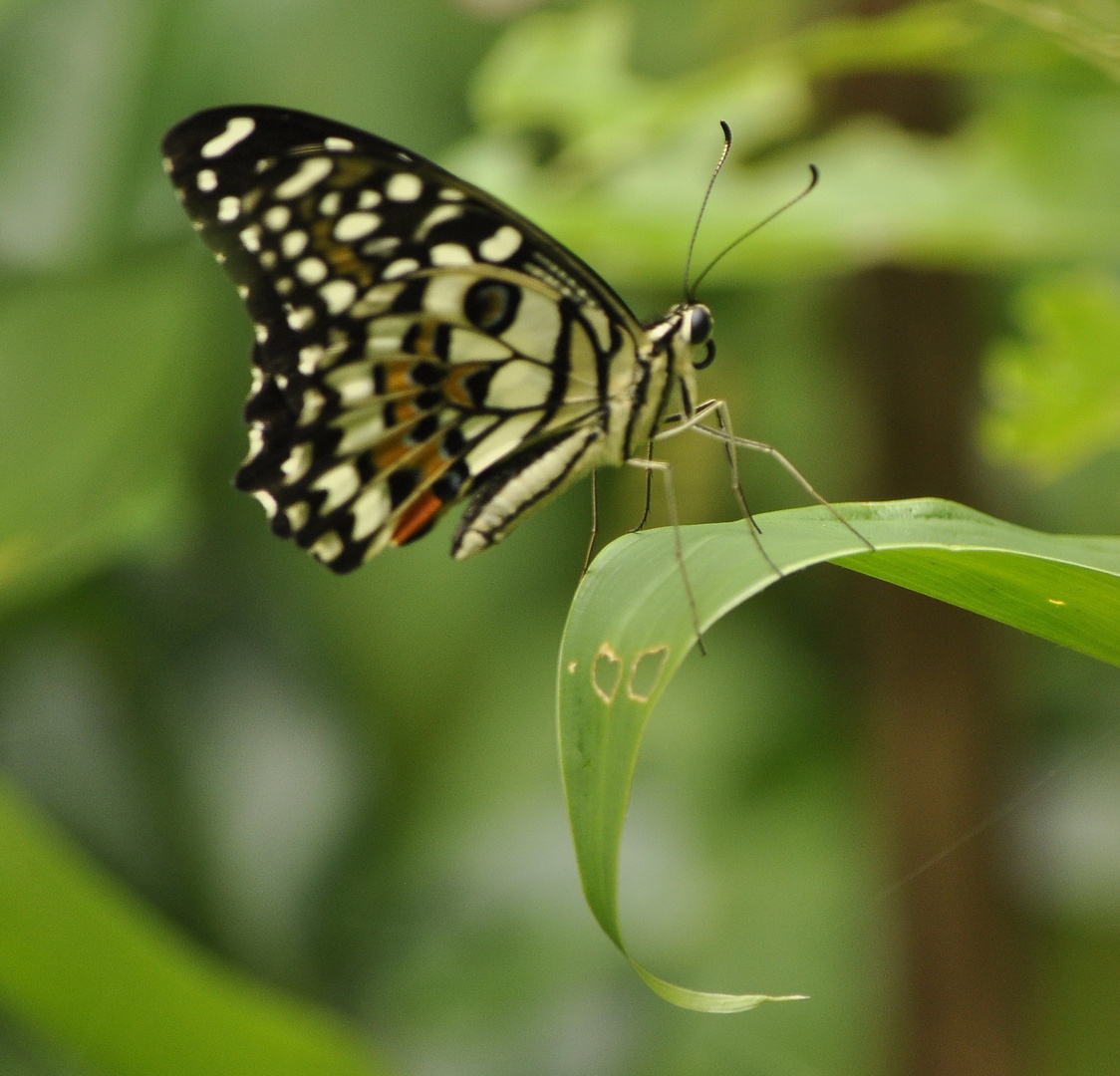 butterfly landing