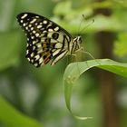 butterfly landing