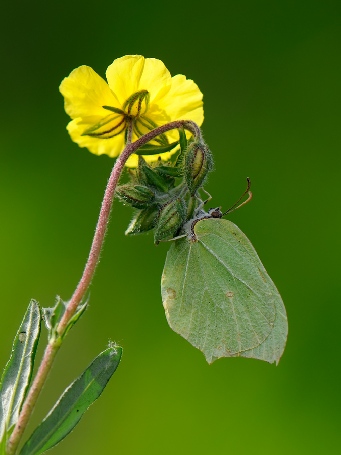 butterfly leaf