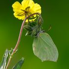 butterfly leaf