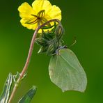 butterfly leaf