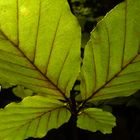 Butterfly leaves