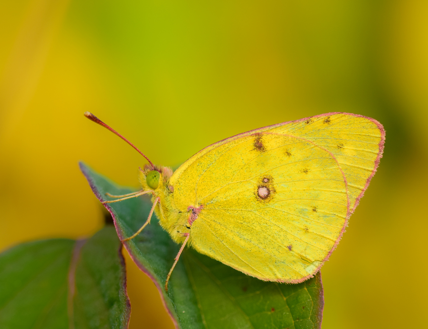 Butterfly like a fresh lemon