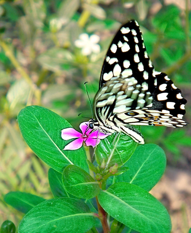 Butterfly Love