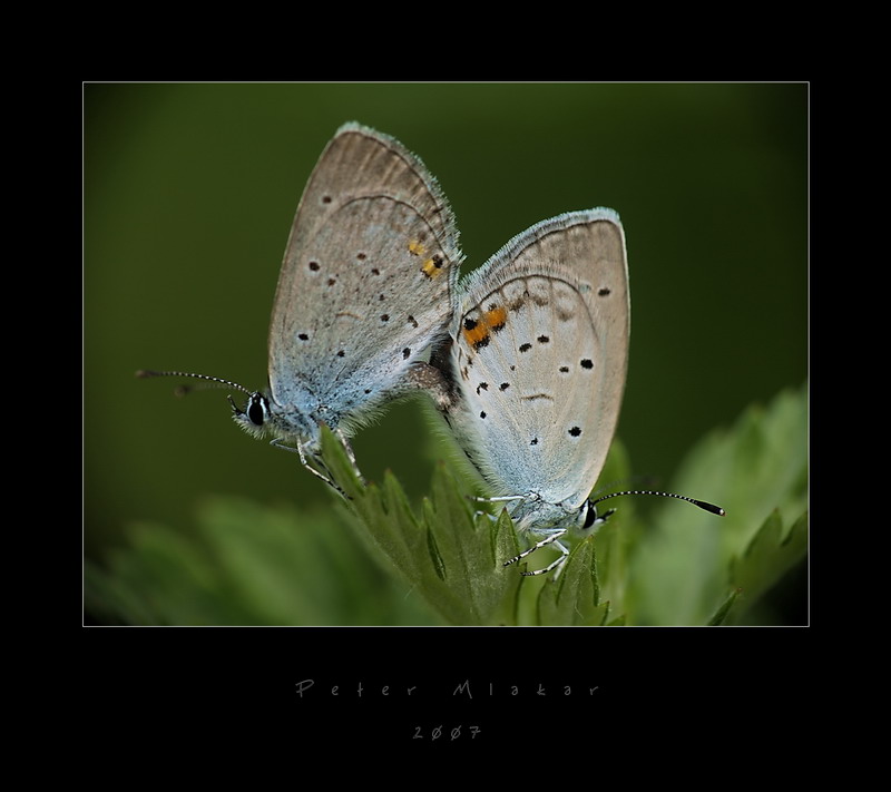 Butterfly love