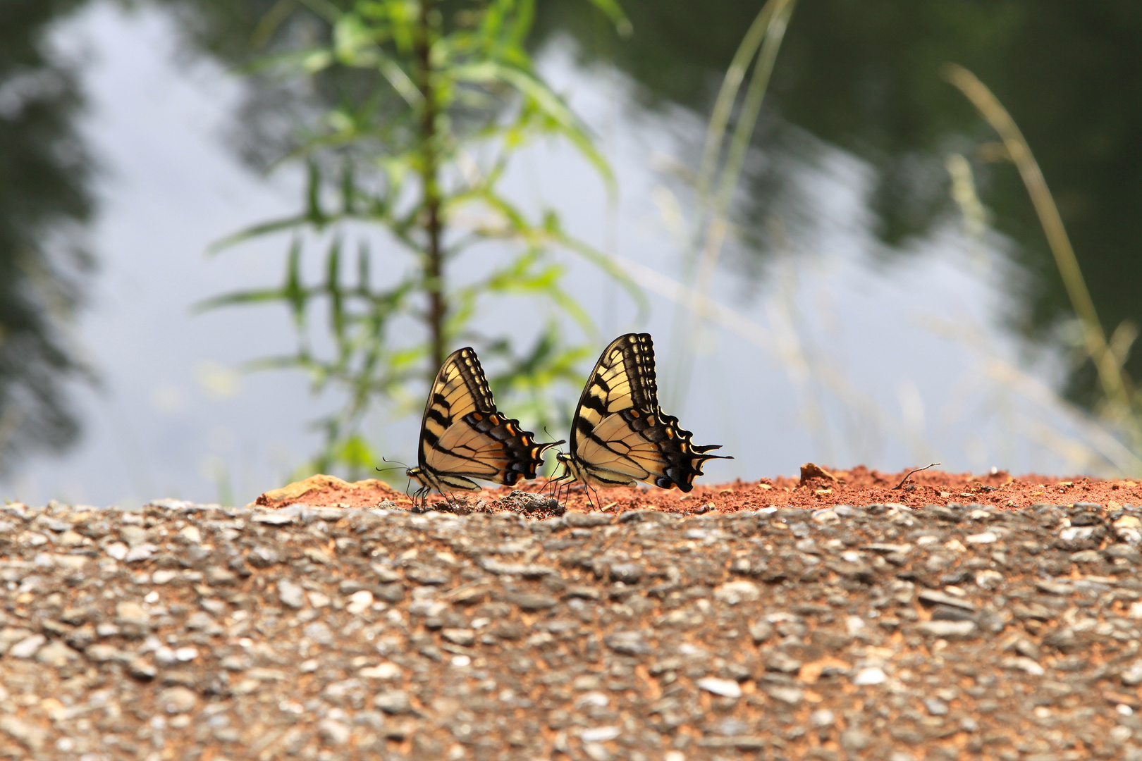 Butterfly Love