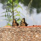 Butterfly Love