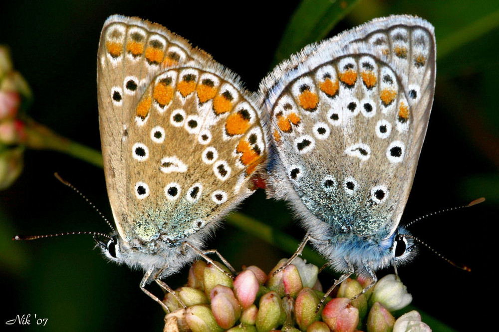 Butterfly Love...