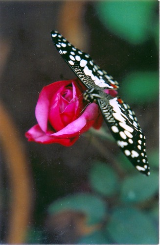 butterfly lunch time