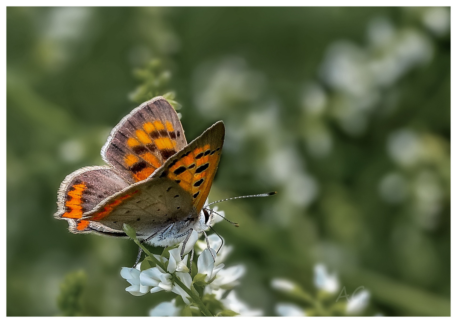 butterfly (Lycaena dispar)