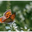 butterfly (Lycaena dispar)