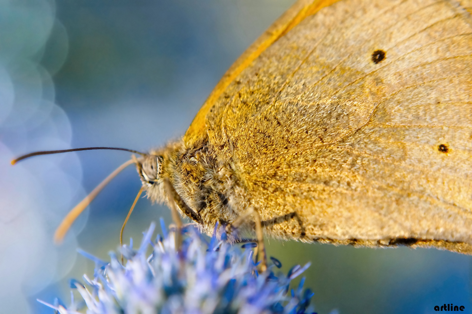 butterfly macro