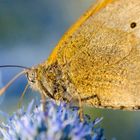 butterfly macro