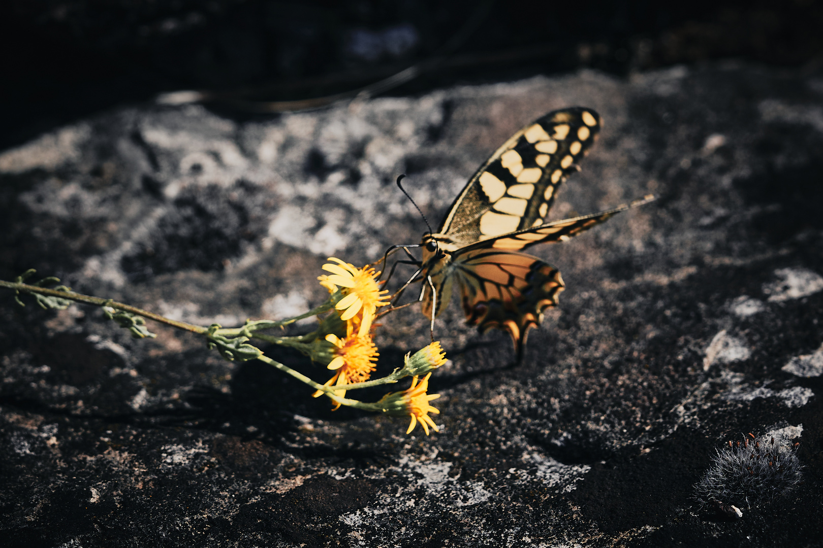 Butterfly Macro