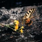 Butterfly Macro