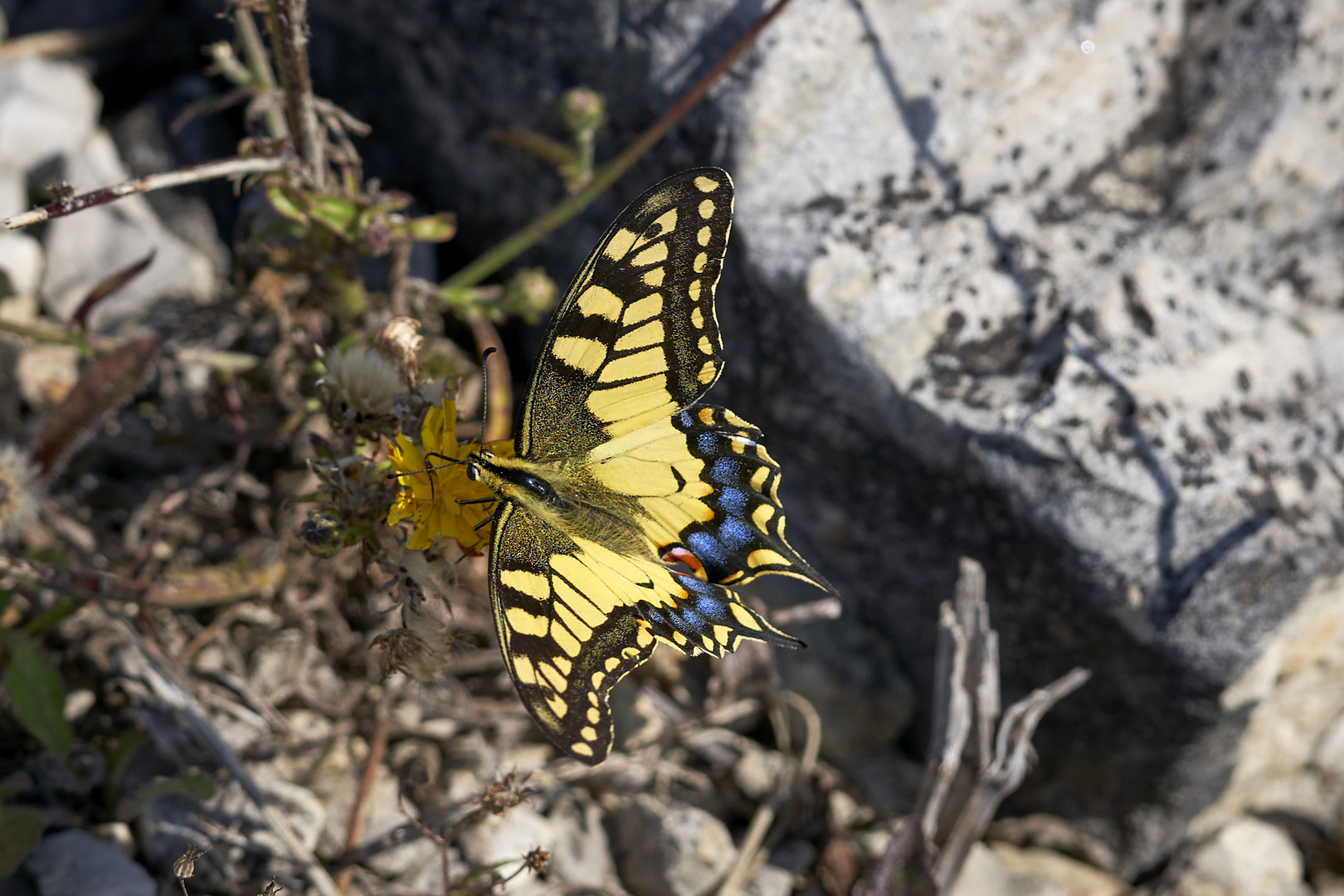 Butterfly Macro