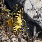 Butterfly Macro