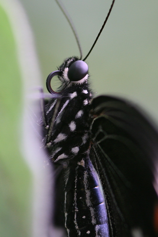 butterfly - macro