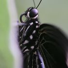 butterfly - macro