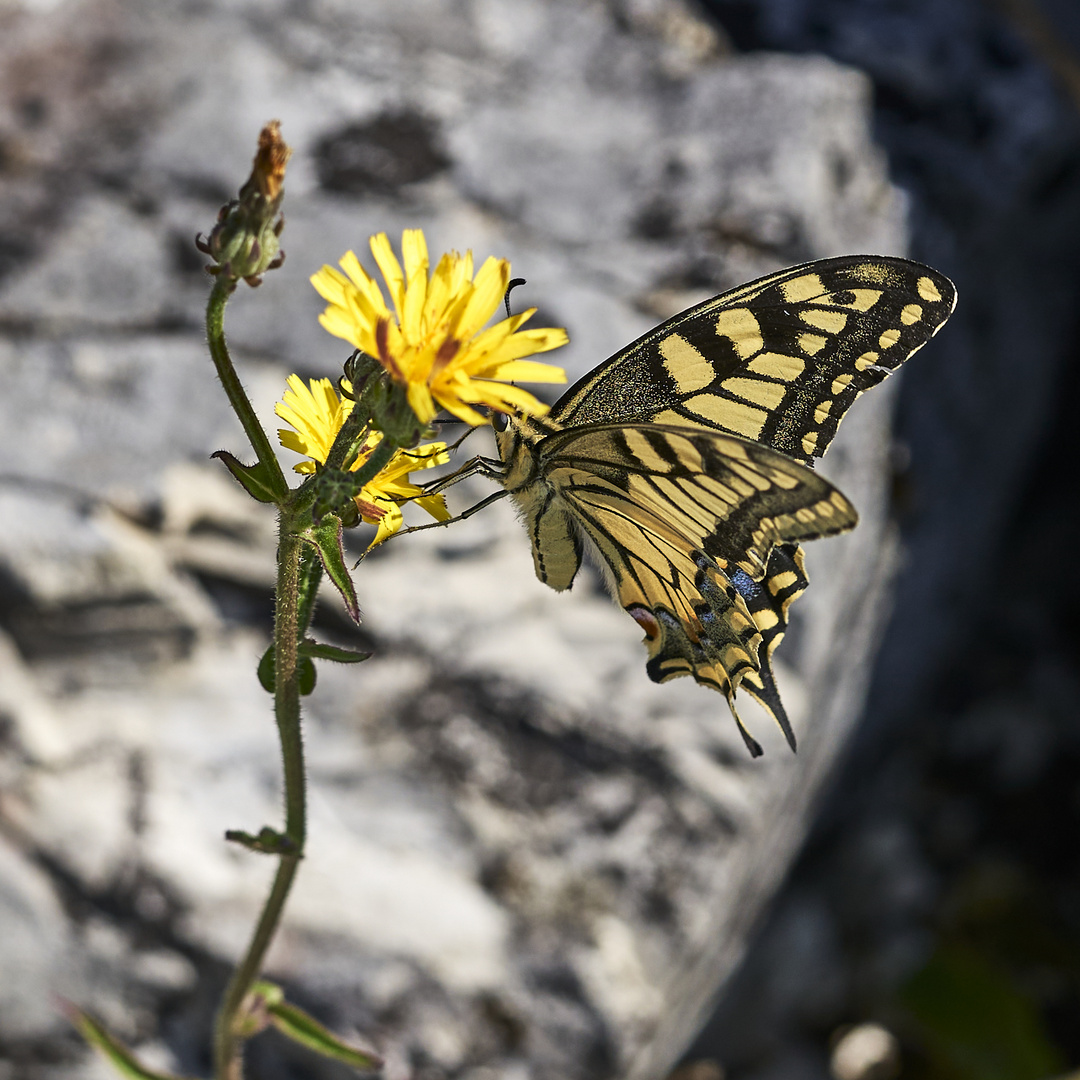 Butterfly Macro