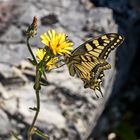 Butterfly Macro