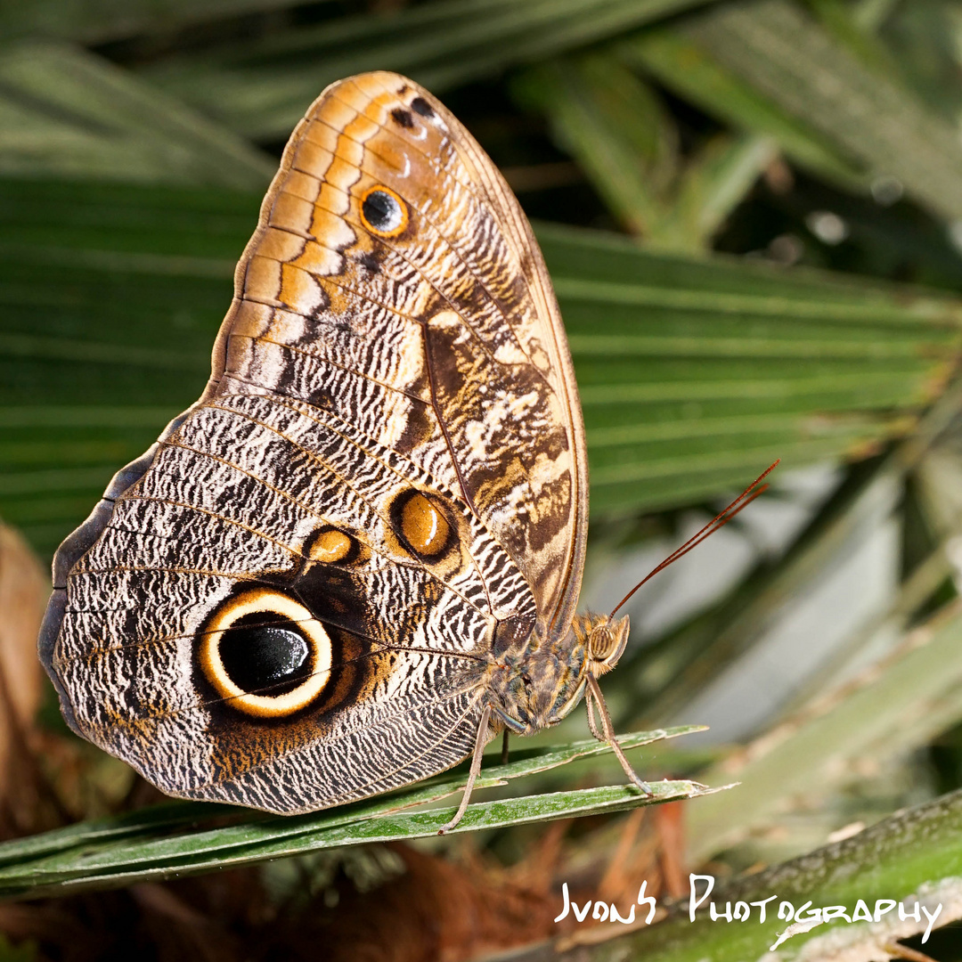 Butterfly Macro II