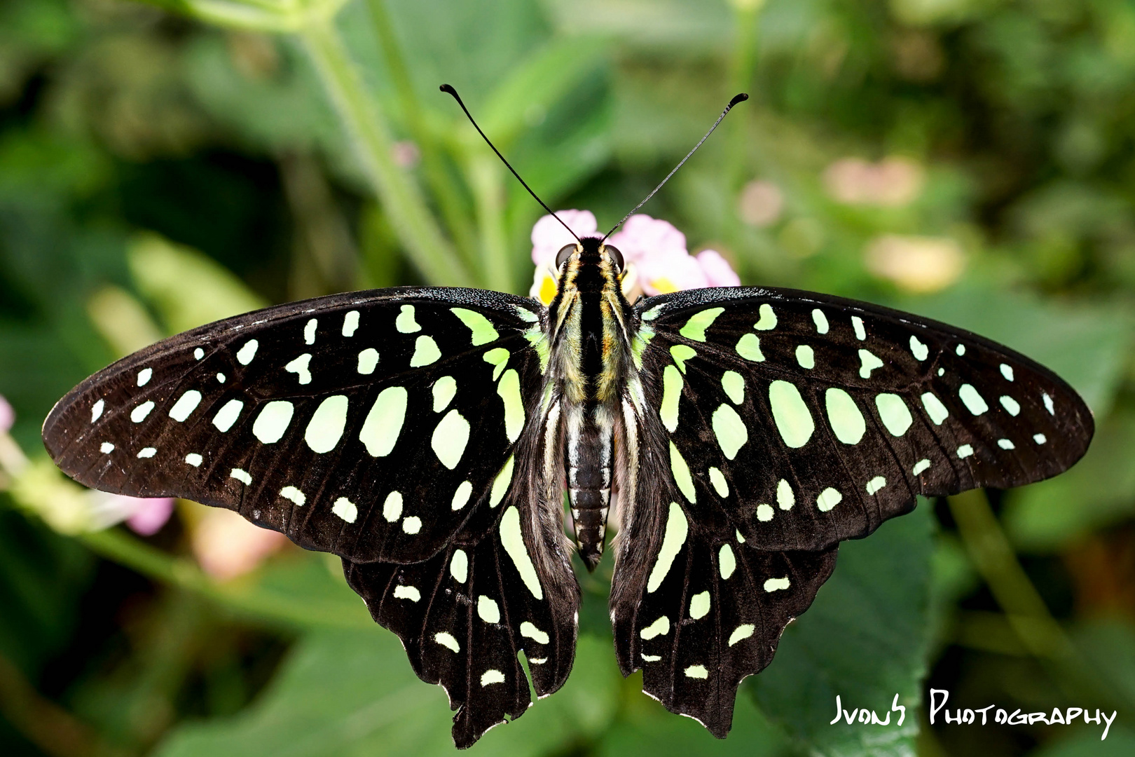 Butterfly Macro III