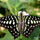 Butterfly Macro III