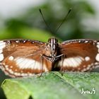 Butterfly Macro IV