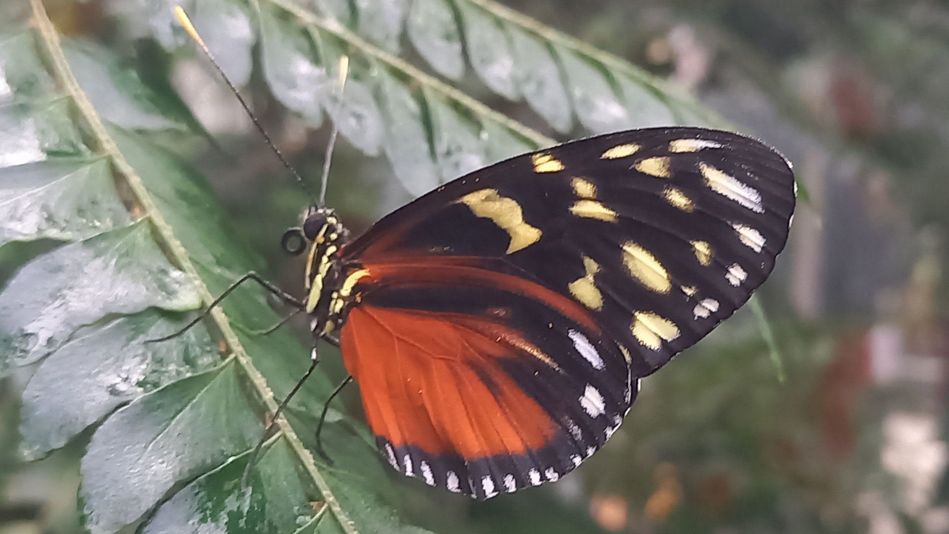 Butterfly Makro 